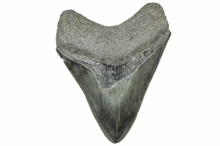 Serrated, Fossil Megalodon Tooth - South Carolina #312034